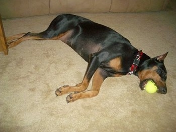 Destiny the black and tan Doberman Pinscher is laying on her side on a tan carpet with a tennis ball in her mouth