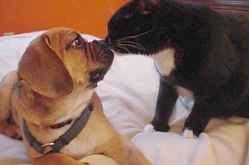 Manny the Puggle Puppy and Panda the black and white Manx cat are standing on a bed and are nose to nose