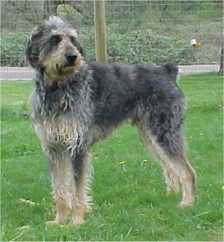 Albert the black, gray and tan Doodleman Pinscher is standing in a field if grass and there is a fence behind him