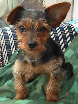 Close Up - Josie the black and tan Dorkie puppy is sitting on a green blanket on top of a blue and white plaid couch.
