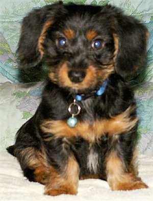 Close Up - RENO SIR LONGFELLO the black and tan Dorkie puppy is sitting on a bed