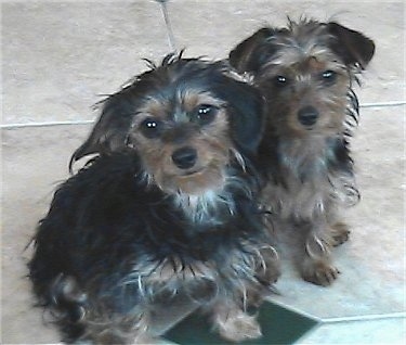 Angel and Josie the black and tan Dorkies are sitting on a tiled floor and looking towards the camera holder