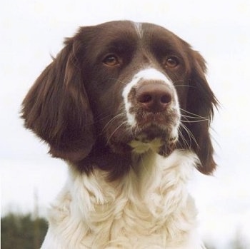 Close Up head shot - A Drentsche Patrijshond is sitting outside