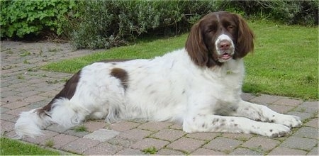 A Drentsche Patrijshond is laying on a brick pathway with grass on the sides of it. Its mouth is open and its eyes are closed.