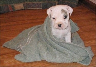 A little white with grey EngAm Bulldog is sitting on a hardwood floor and it is wrapped in a light green towel.