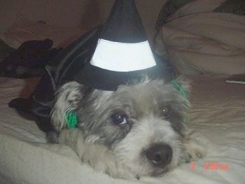 Close Up - Cookie the gray and white English Boodle is wearing a black and white witch hat and a cape while laying on a bed