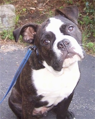 Calhoun the black brindle and white English Boston-Bulldog puppy is sitting outside on a blacktop surface with his head tilted to the left