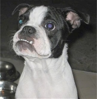Close Up - Gracy the black and white English Boston-Bulldog puppy is sitting in front of a food and water bowl