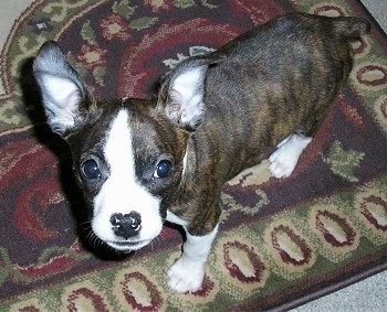 Close Up - A black brindle with white Foxton with perk ears is standing on a rug and looking up