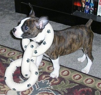 A black brindle with white Foxton is standing on a rug with a white plush three link chain around its neck. There is an entertainment center wiht VHS movies on the shelf behind it