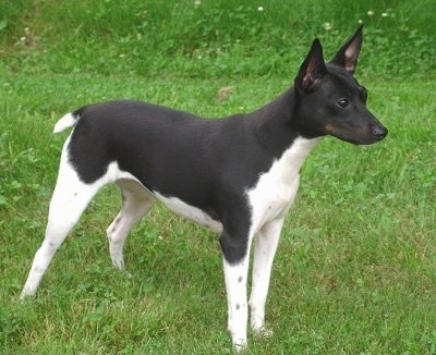 Side view - A black and white Foxy Rat Terrier with perk ears is standing outside in grass
