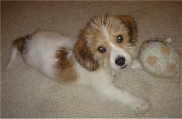 A tan with white Beagle/Bichon puppy is laying on a tan carpet in front of a ball toy