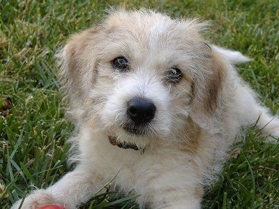 A tan and white Beagle/Bichon puppy is laying in tall green grass