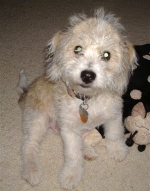 A tan and white Beagle/Bichon puppy is sitting on a tan carpet next to a blakc with white toy