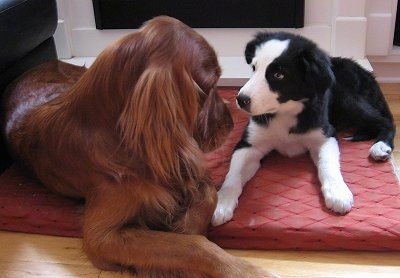 A large Golden Irish dog is laying next to and staring at a smaller black and white Border Collie puppy on a red dog bed which is on a hardwood floor.