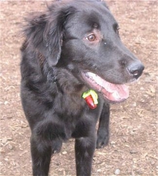 A black Golden Labrador is standing in dirt and looking to the right. Its mouth is open and tongue is out. It is wearing a dog collar with a red light on it.