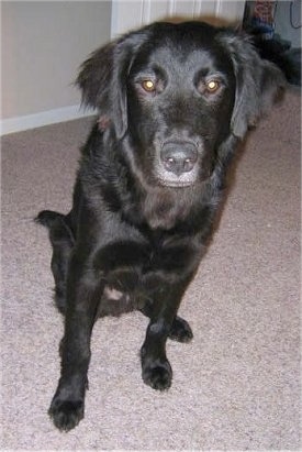 A black Golden Labrador is sitting on a tan carpet