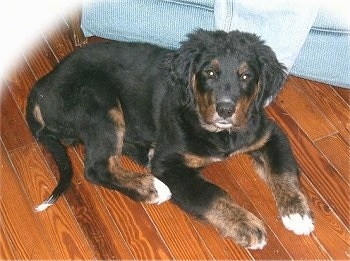 A black with tan and white Golden Mountain dog is laying on a hardwood floor in front of a light blue couch