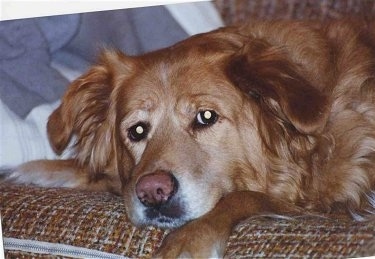 Close Up - A Golden Retriever is laying down on a brown couch
