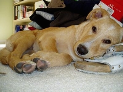 A Golden Sheltie puppy is laying on a tan carpet with its head on a brown and white sandle shoe. Behind it is a pile of clothes and a couple of shoe boxes