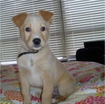 A tan, cream and white Golden Sheltie puppy is sitting on a human's bed that has colorful flowers all over it. There are closed white blinds behind it.