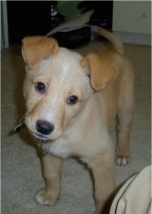 A tan, cream and white Golden Sheltie puppy is standing on a carpet in a room and its head is tilted to the right