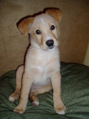 A Golden Sheltie puppy is sitting on a green pillow. Its head is tilted to the left