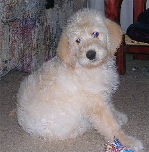 A Goldendoodle puppy is sitting in front of a tan couch with a rope toy next to its paw.