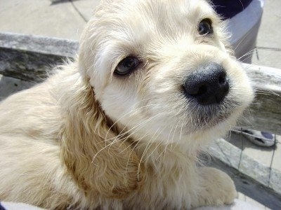 goldendoodle puppy. house Golden Doodle Puppy