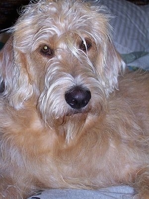 Close Up upper body shot - tan A Goldendoodle is laying on a bed