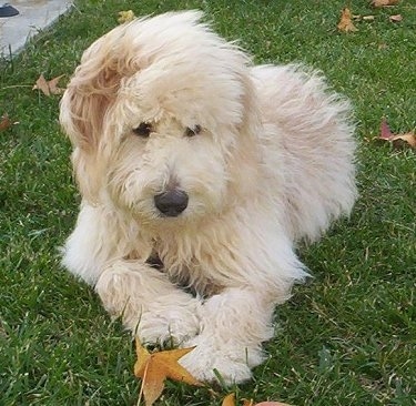 golden retriever mixed with a poodle. (Golden Retriever / Poodle