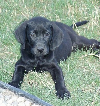 A black Goldmaraner puppy is laying in grass in front of a pile of rocks