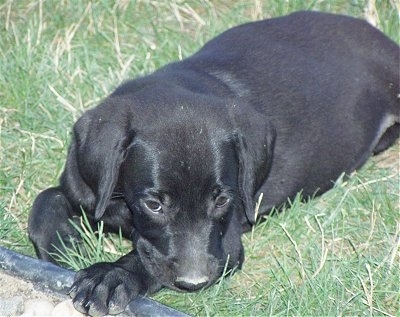 A black Goldmaraner puppy is laying down in grass with its paw is on a pile of white rocks