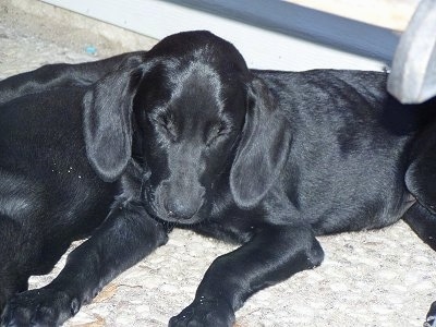 A black Goldmaraner puppy is sleeping next to another black Goldmaraner puppy