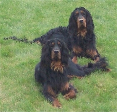 Two black and tan Gordon Setters are laying in grass looking up