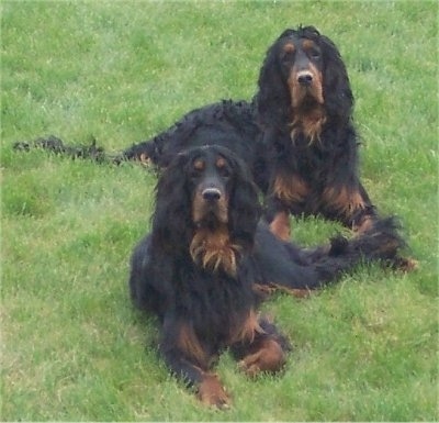 Gordon Setter ~ Top Dog Breeds