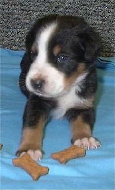 A small Greater Swiss Mountain Dog puppy is laying on top of a blue blanket and there are two dog bone biscuit treats in front of it