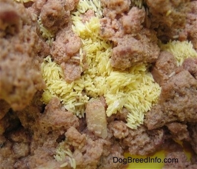 Green Bottle Fly eggs inside wet cat food