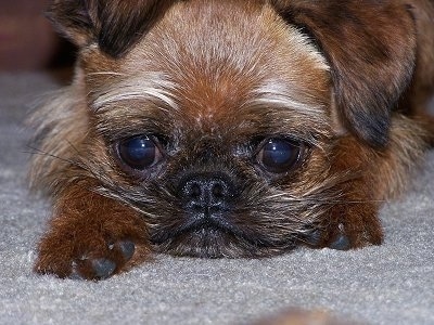 Close Up - A black with tan Belgian Griffon is laying down on a gray carpet with wide eyes and a frown on its face.