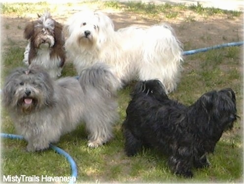 chocolate havanese dogs