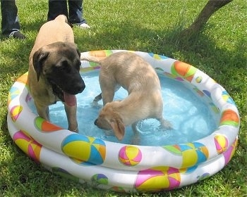 An English Mastiff puppy and a yellow Labrador Retriever are standing in a blow up kiddie pool of water outside in a grassy yard. The Labrador Retriever is panting.