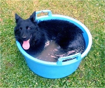 A black Bohemian Shepherd is laying in a tub of water outside in a grassy yard panting