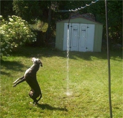 A black with white Pit Bull is landing a jump. It is trying to turn and grab a stream of water from a garden hose that is connected to a clothes line out in a yard. There is a tin green and white storage shed behind it.