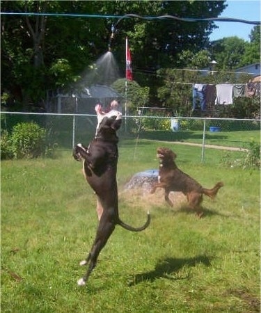 A black with white Pit Bull is jumping up to bite at a water stream from a hose hanging above it. A Labrador/Irish Setter mix is running around the hose