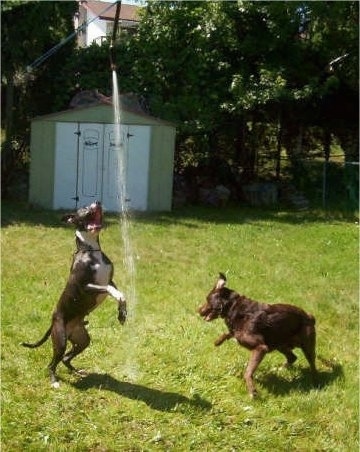 A black with white Pit Bull is jumping up to bite a stream of water. A Labrador/Irish Setter mix is chasing after the water pointed to the ground
