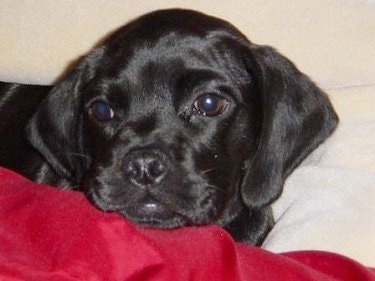 Close Up - Casey the black Cocker Pug laying on a red blanket and looking slightly to the left