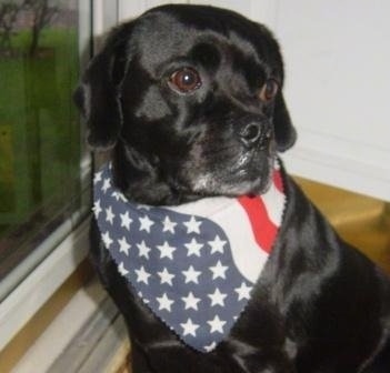 Close Up - Casey the Cocker Pug sitting in front of a window and wearing an american flag bandana and looking away from the window to the right