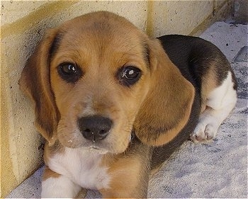 Daisy the Beagle Harrier laying in the sand in front of a concrete wall