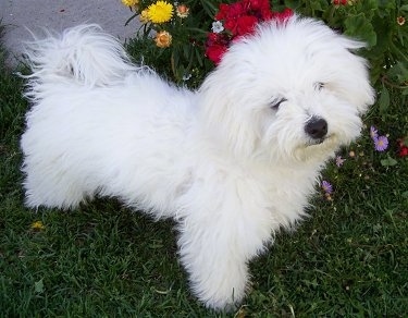 A furry pure white Havachon is standing in grass next to a flower bed
