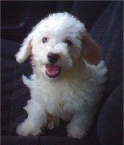 A small white and tan Havachon puppy is sitting in the passenger side of a vehicle. Its mouth is open and it is looking playful.